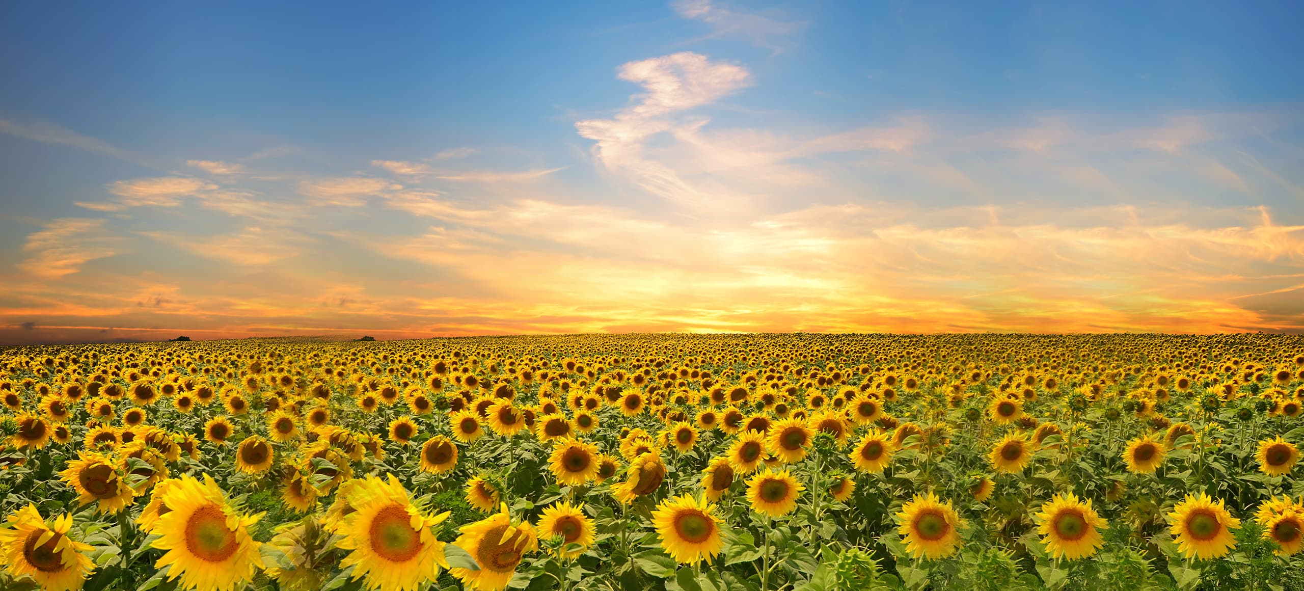 seo始終堅持結果化服務(wù)，讓企業(yè)都能享有營(yíng)銷(xiāo)創(chuàng  )造的價(jià)值！