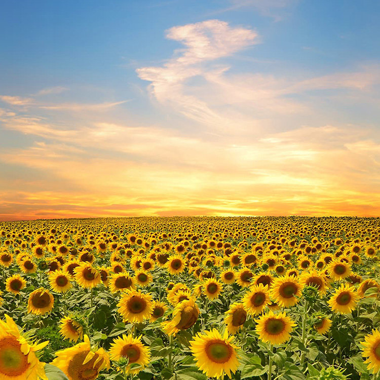 seo始終堅持結果化服務(wù)，讓企業(yè)都能享有營(yíng)銷(xiāo)創(chuàng  )造的價(jià)值！